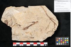 Foto (Objekt + Etikett) von Glyptostrobus europaeus Brongniart (NHMW-GEO-2024-0188-6361)
